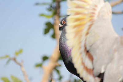 Low angle view of bird