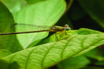 Close-up of insect on leaf