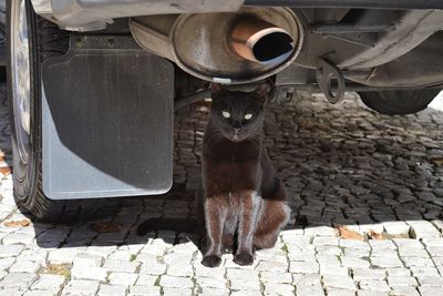 Portrait of cat standing on street