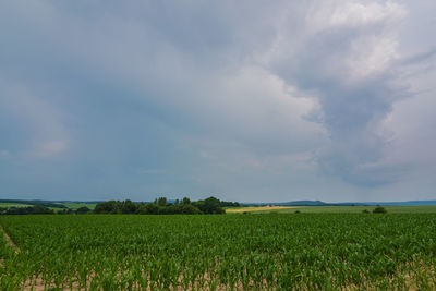 Scenic view of agricultural field against sky