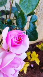 Close-up of pink rose