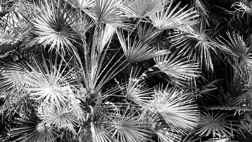 Full frame shot of plants