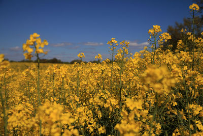 Yellow flowering plants on field against sky