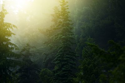 Sunlight streaming through trees in forest