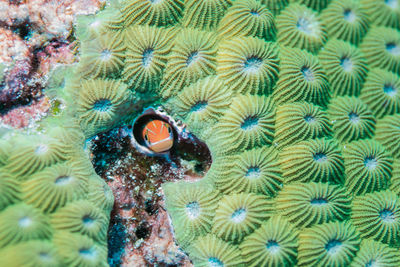 Close-up of coral swimming in sea