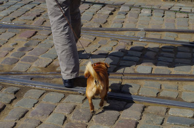 Low section of man with dog on footpath