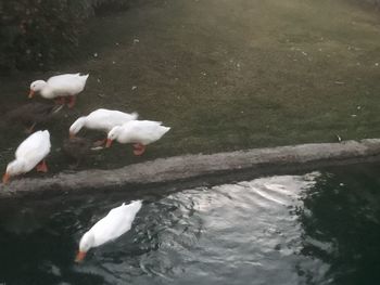 High angle view of swans swimming in lake