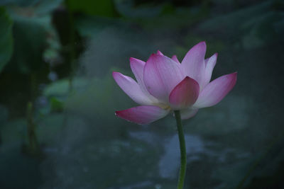 Close-up of pink water lily in pond