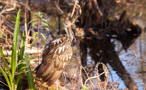 Limpkin wading bird aramus guarauna in the corkscrew swamp sanctuary of naples, florida