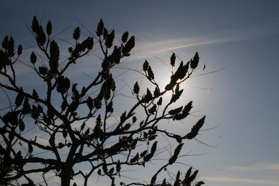 Low angle view of silhouette tree against sky at sunset