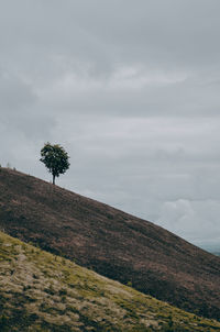 Single tree on mountain with white cloud.