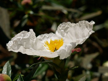 Close-up of white flowering plant