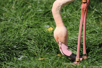 Flamingo looking at his feet. a close up photo.