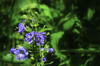 Close-up of purple flowering plant in park