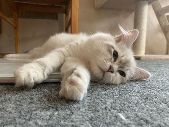 Portrait of white cat resting