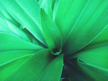 Full frame shot of green leaves