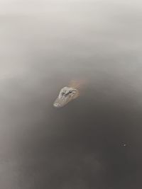 High angle view of turtle swimming in sea