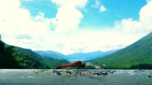 Close-up of insect on wood against sky