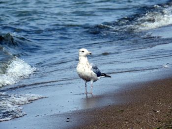 Close-up of seagull perching on sea shore