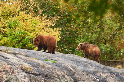 Brown grizzly bears are roaming the rock hill at the bronx zoo during covid