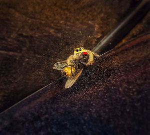 Close-up of housefly