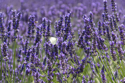 Close-up of purple flowering plants on field