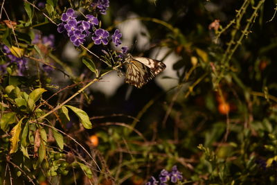 Close-up of insect on plant