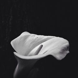 Close-up of white flower over black background