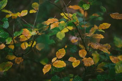 Close-up of leaves on tree