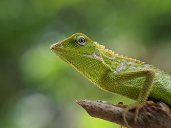 Close-up of lizard