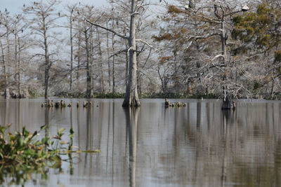 Scenic view of lake in forest