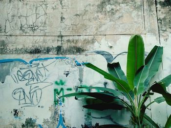 Close-up of plants against wall