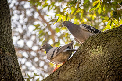 Pigeons in tree