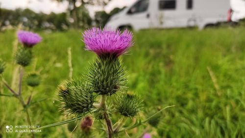 Close-up of pink flowering plant on field