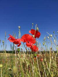 Close-up of red poppy flowers on field against blue sky