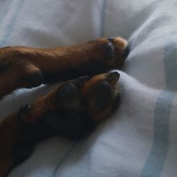 Close-up of dog sleeping on bed