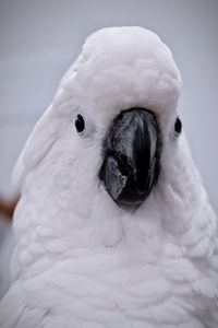 Cockatoo bird