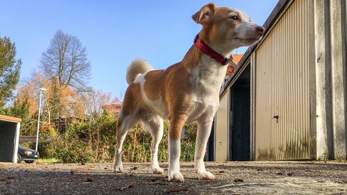 Low angle view of jack russell terrier standing on street