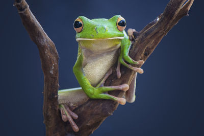 Close-up portrait of lizard on branch at night