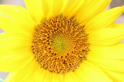 Close-up of yellow sunflower blooming outdoors