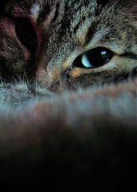 Close-up portrait of a cat