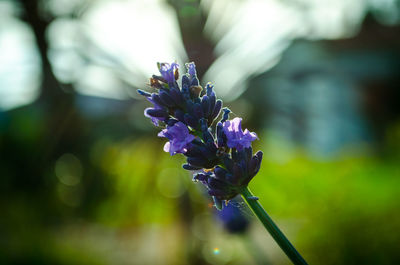 Close-up of purple flowers