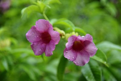 Close-up of wet purple flowering plant