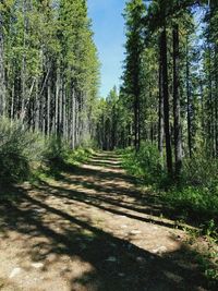 Dirt road amidst trees in forest