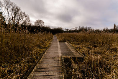 Boardwalk amidst trees against sky