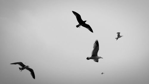 Low angle view of bird flying in sky