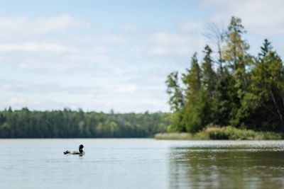 Loon on small lake