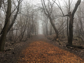 Road amidst trees in forest during autumn