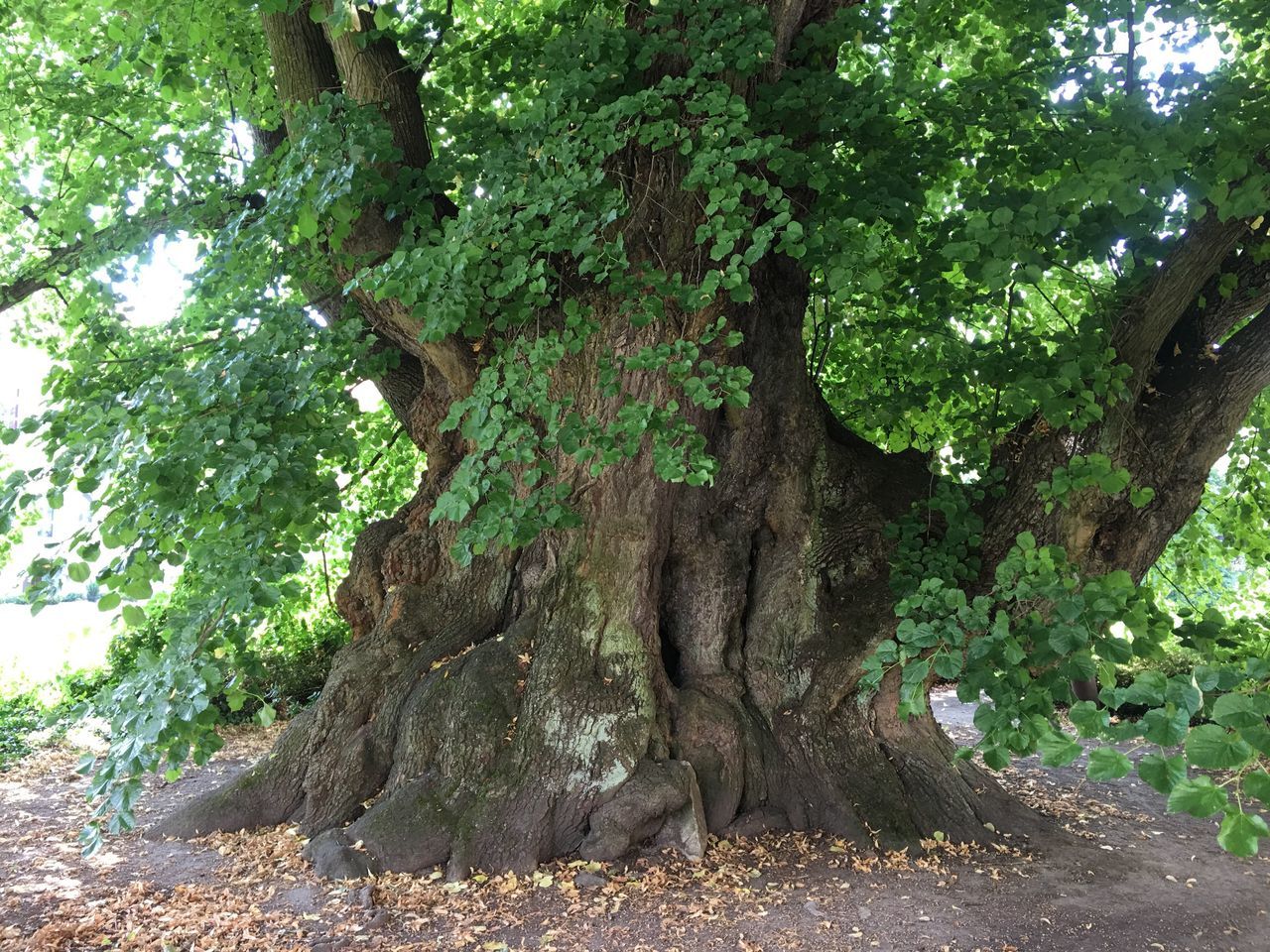 tree, green color, nature, growth, no people, low angle view, beauty in nature, day, backgrounds, outdoors, sky, animal themes, close-up, huge