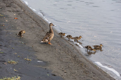 High angle view of birds on beach